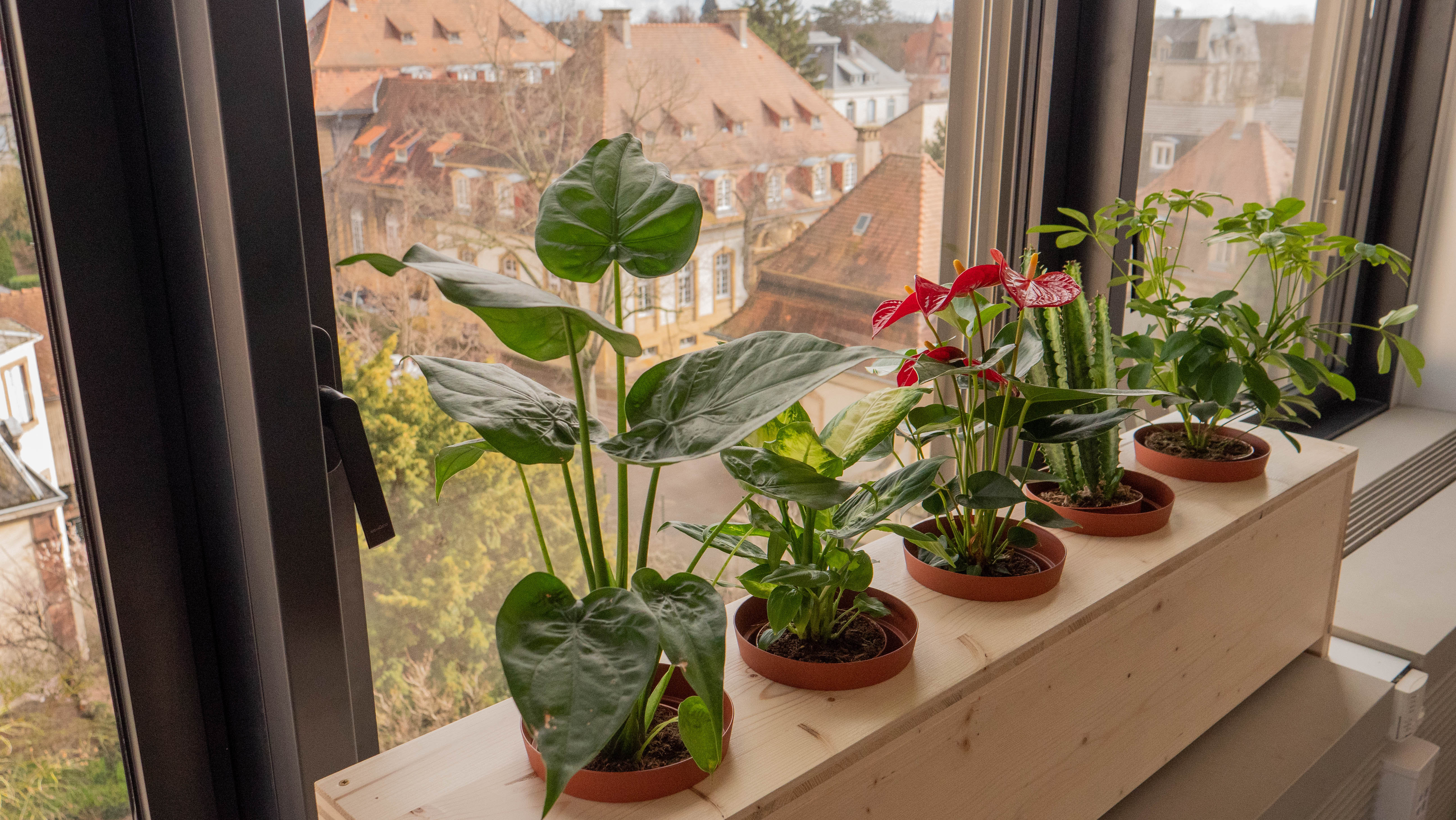 instalaltion des plantes sur le porte plante en bois