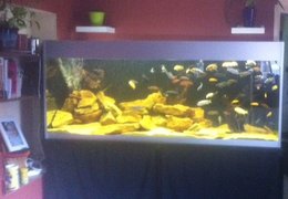 Make a Designer Aquarium