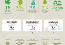 A indústria madeireira em França 🌳